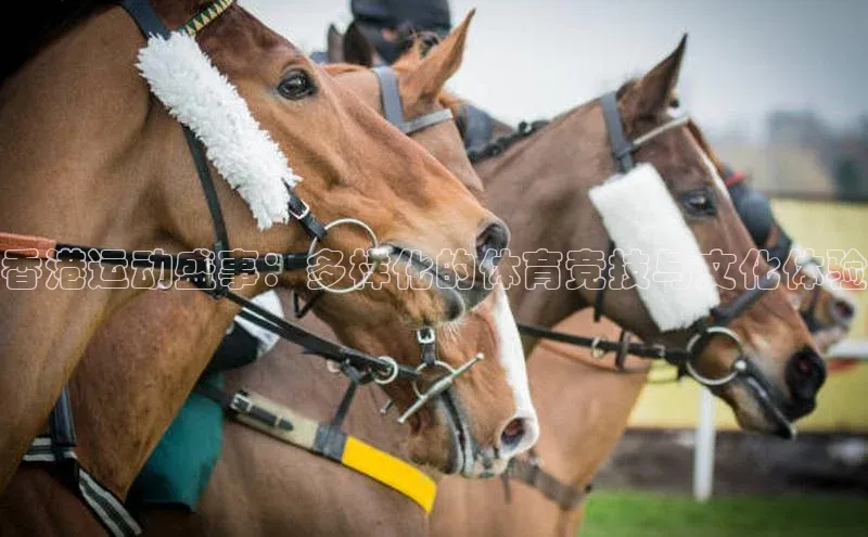 香港运动盛事：多样化的体育竞技与文化体验